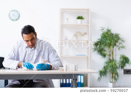 Young male doctor examining sick cat 59270037