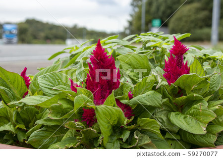 Kaito紅色花 59270077