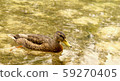 duck bathing in clear water 59270405