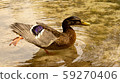 duck bathing in clear water 59270406