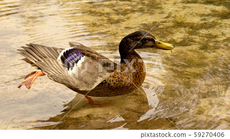 duck bathing in clear water 59270406