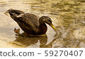 duck bathing in clear water 59270407