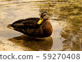duck bathing in clear water 59270408