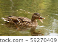 duck bathing in clear water 59270409
