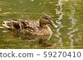 duck bathing in clear water 59270410