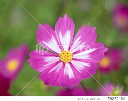 波斯菊花 波斯菊花 59270464