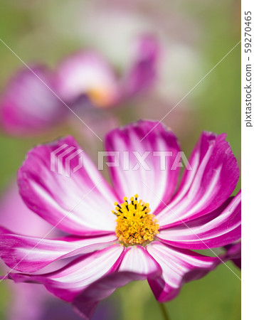波斯菊花 波斯菊花 59270465