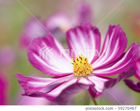 波斯菊花 波斯菊花 59270467