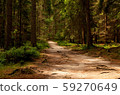 road leading through the forest into the unknown 59270649