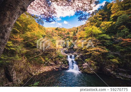 秋天的樹葉 59270775