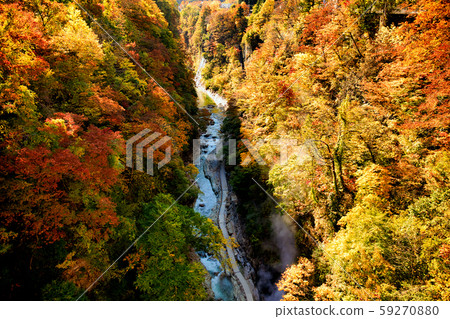 Konoyosha of autumn leaves Konoyosha of autumn leaves 59270880