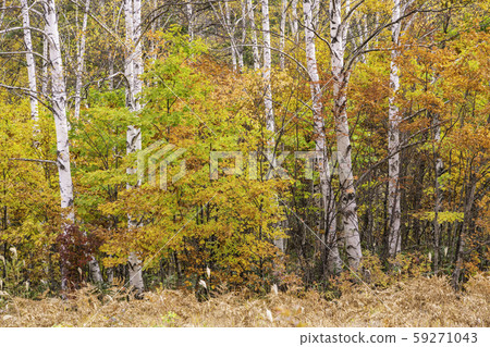 （長野）Norikura Kogen和一之瀨花園的秋葉 59271043
