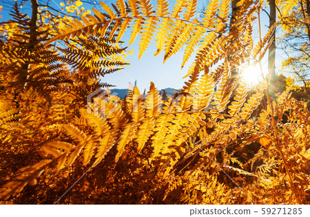Autumn forest Autumn forest 59271285