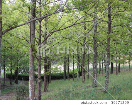 Kobe City Nishi-ku Park Trees 59271299