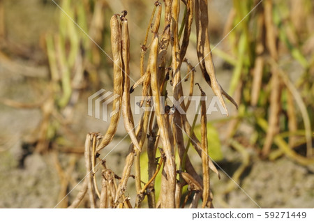 Red bean field Red bean field 59271449