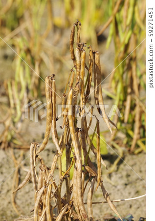 Red bean field 59271451