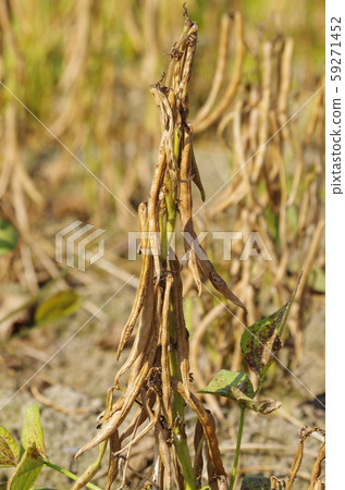 Red bean field Red bean field 59271452