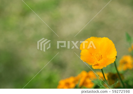 加州罌粟 59272598