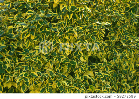 菊林崎 菊林崎 59272599