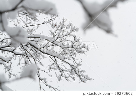 Winter branches of tree covered with snow background Winter branches of tree covered with snow background 59273602
