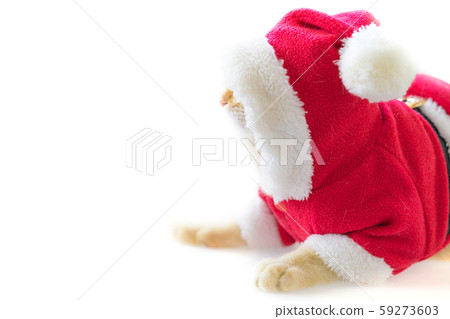 Cat in santa suit on white background 59273603