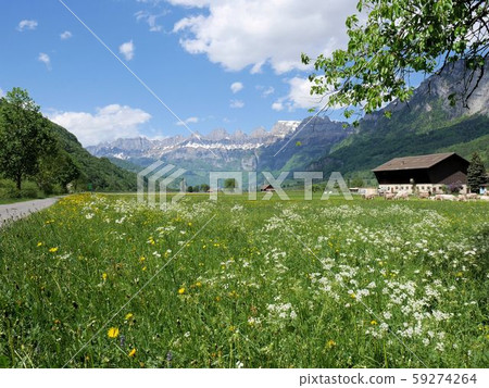 Spring in Switzerland, snowy mountains and wild flowers (Mels Mels, St. Gallen) Spring in Switzerland, snowy mountains and wild flowers (Mels Mels, St. Gallen) 59274264