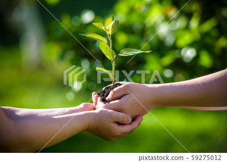 People holding young plant in hands against green People holding young plant in hands against green 59275012