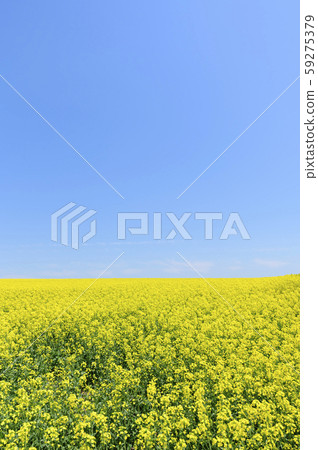 A field of rape blossoms and a blue sky (Appei, Hokkaido) A field of rape blossoms and a blue sky (Appei, Hokkaido) 59275379