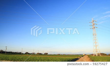 Daikon field (autumn) Daikon field (autumn) 59275427