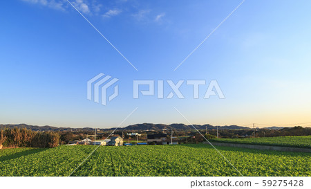 Daikon field (autumn) Daikon field (autumn) 59275428