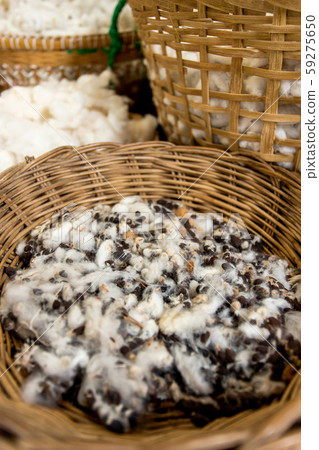 White silk cotton tree, Ceiba, Kapok, Java cotton White silk cotton tree, Ceiba, Kapok, Java cotton 59275650