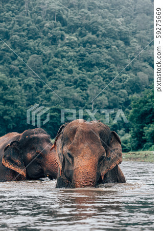 elephants relaxes in the water elephants relaxes in the water 59275669