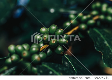 Coffee beans ripening, fresh coffee,red berry 59275710