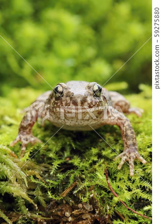 Little common midwife toad Alytes obstetricans Little common midwife toad Alytes obstetricans 59275880