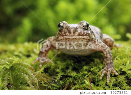 Little common midwife toad Alytes obstetricans Little common midwife toad Alytes obstetricans 59275881