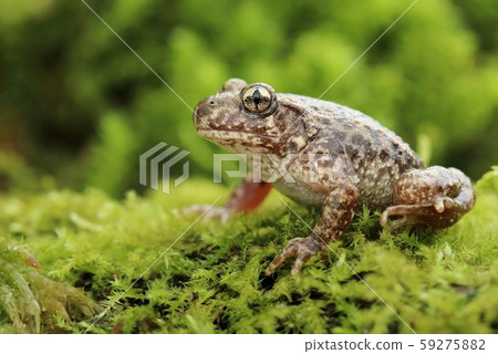 Little common midwife toad Alytes obstetricans Little common midwife toad Alytes obstetricans 59275882
