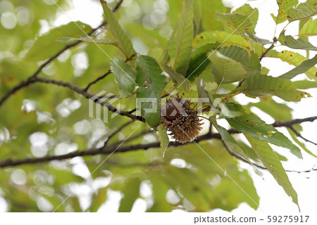 橡子在樹上 59275917