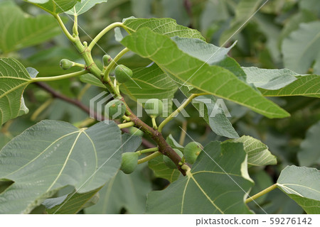 圖1的幼果。 59276142