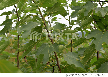 圖1的幼果。 59276143