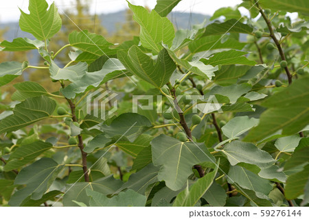 圖1的幼果。 59276144