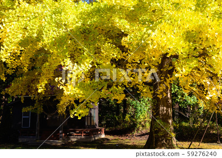 Great ginkgo Great ginkgo 59276240