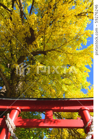 Great ginkgo Great ginkgo 59276246