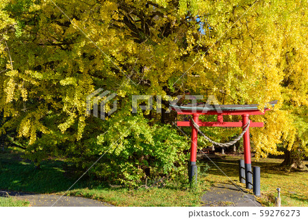 Great ginkgo Great ginkgo 59276273