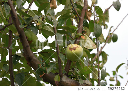 Karin's blue fruit 59276282