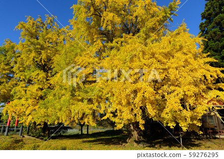 Great ginkgo Great ginkgo 59276295