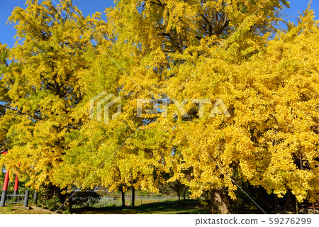 Great ginkgo Great ginkgo 59276299
