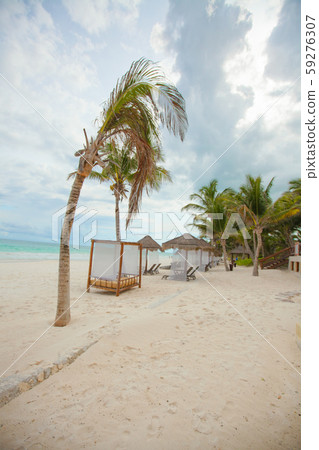 Beach beds near big palmtree at tropical exotic white plage 59276307