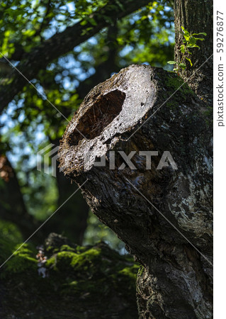 Macmundong Forest Macmundong Forest 59276877