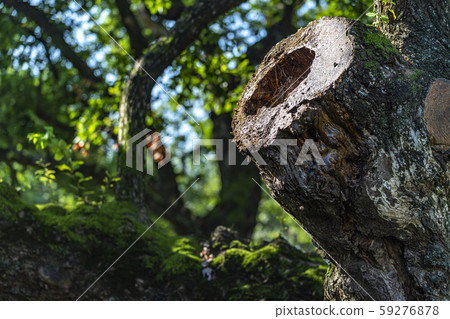Macmundong Forest Macmundong Forest 59276878
