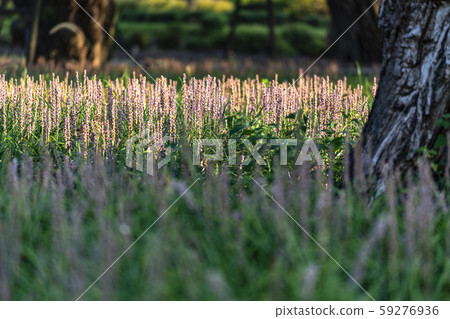 Macmundong Forest 59276936